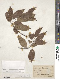 Prunus pensylvanica image