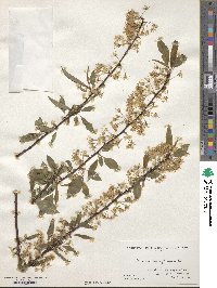 Prunus pensylvanica image