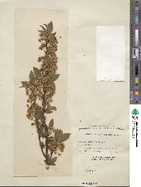 Prunus pensylvanica var. saximontana image