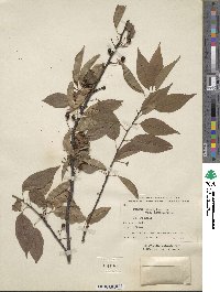 Prunus pensylvanica var. saximontana image