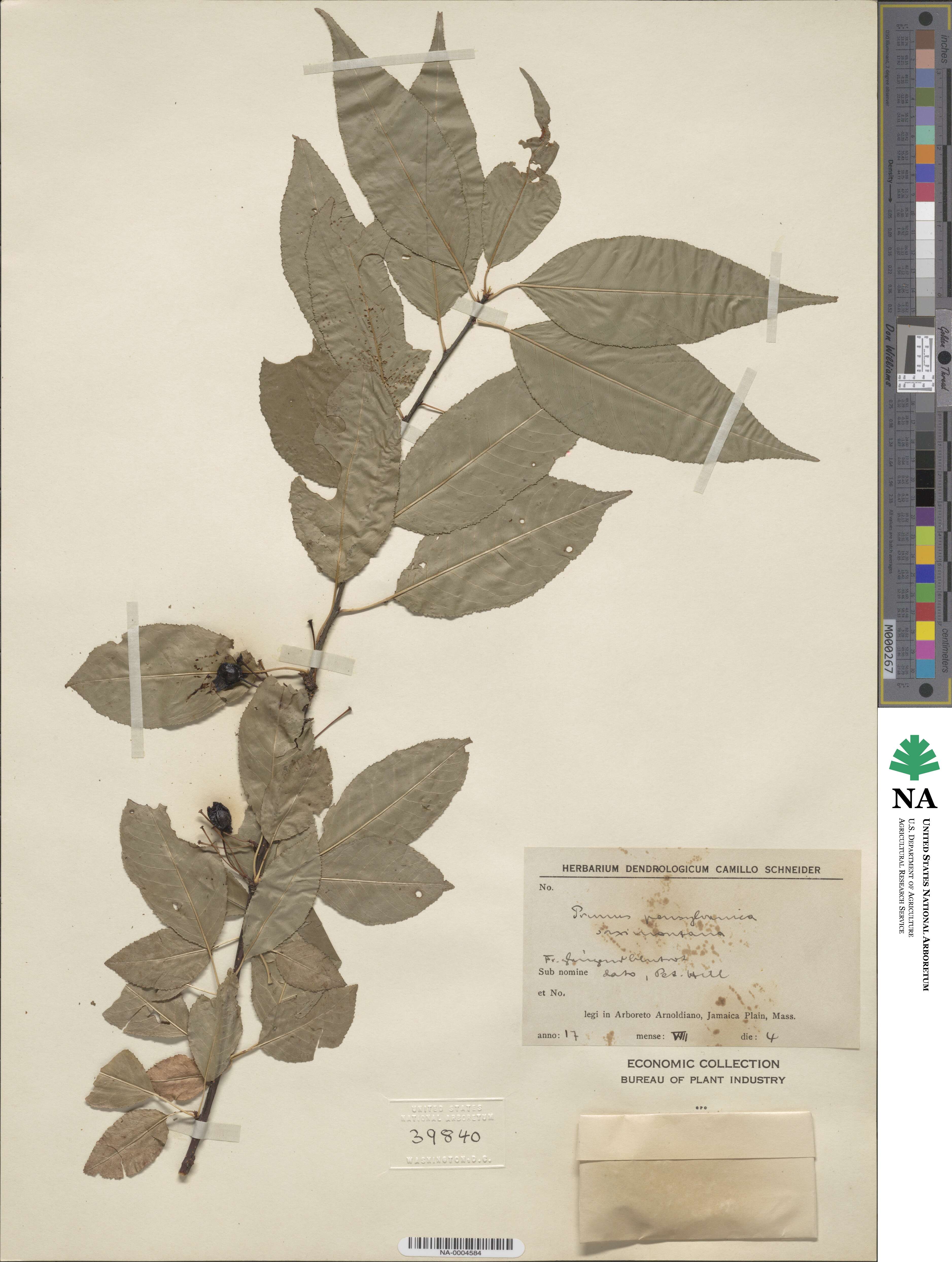 Prunus pensylvanica var. saximontana image