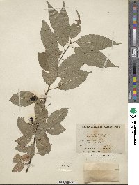 Prunus pensylvanica var. saximontana image