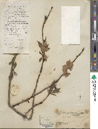 Prunus persica image