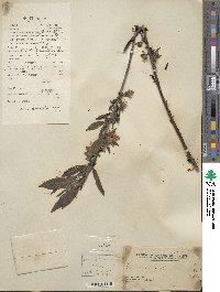 Prunus persica image