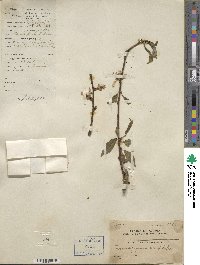 Prunus persica image