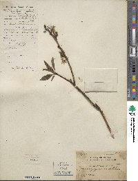 Prunus persica image