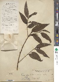 Prunus persica image