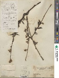 Prunus persica image