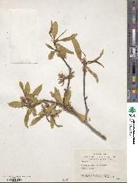 Prunus persica image