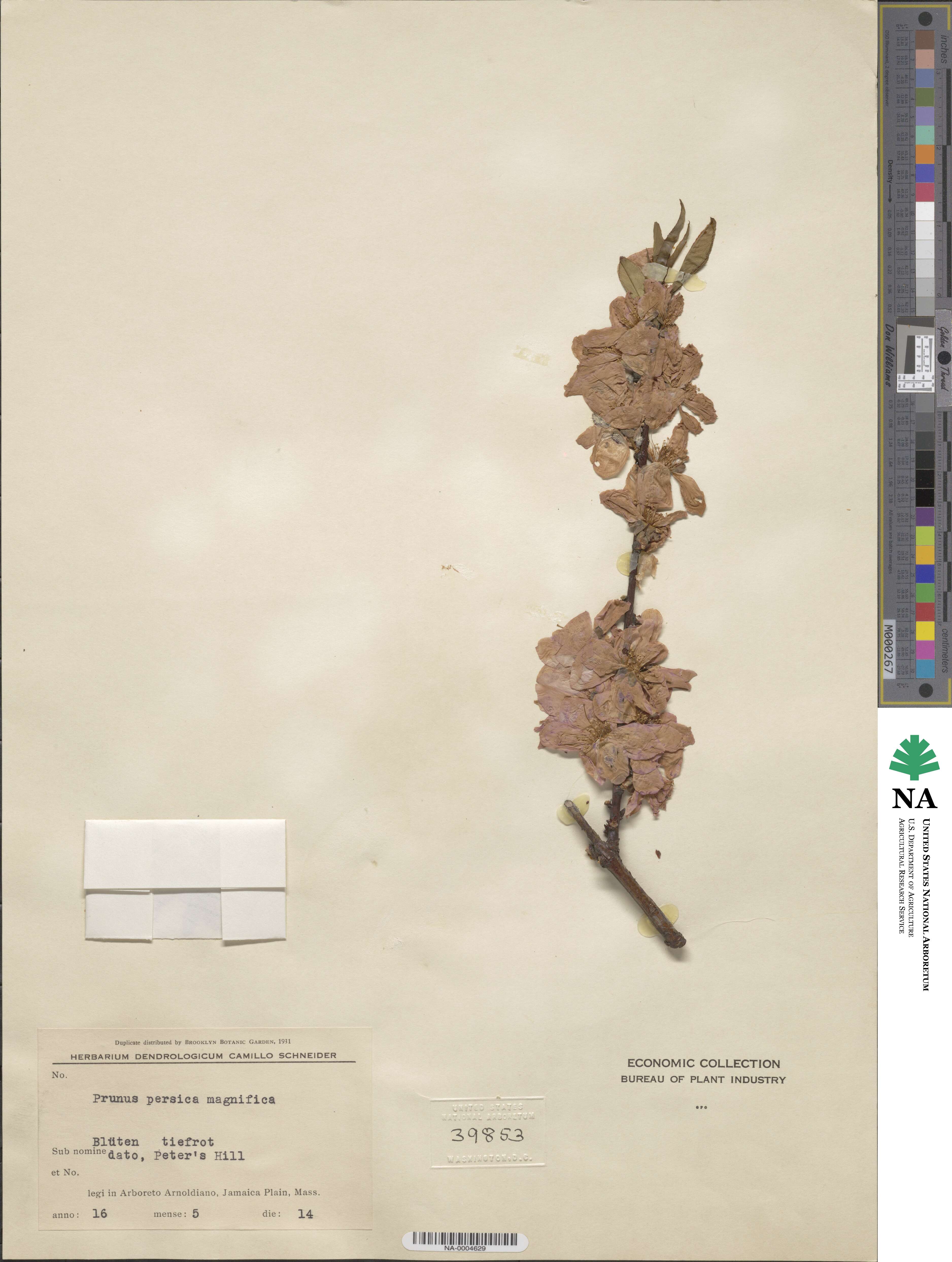 Prunus persica image