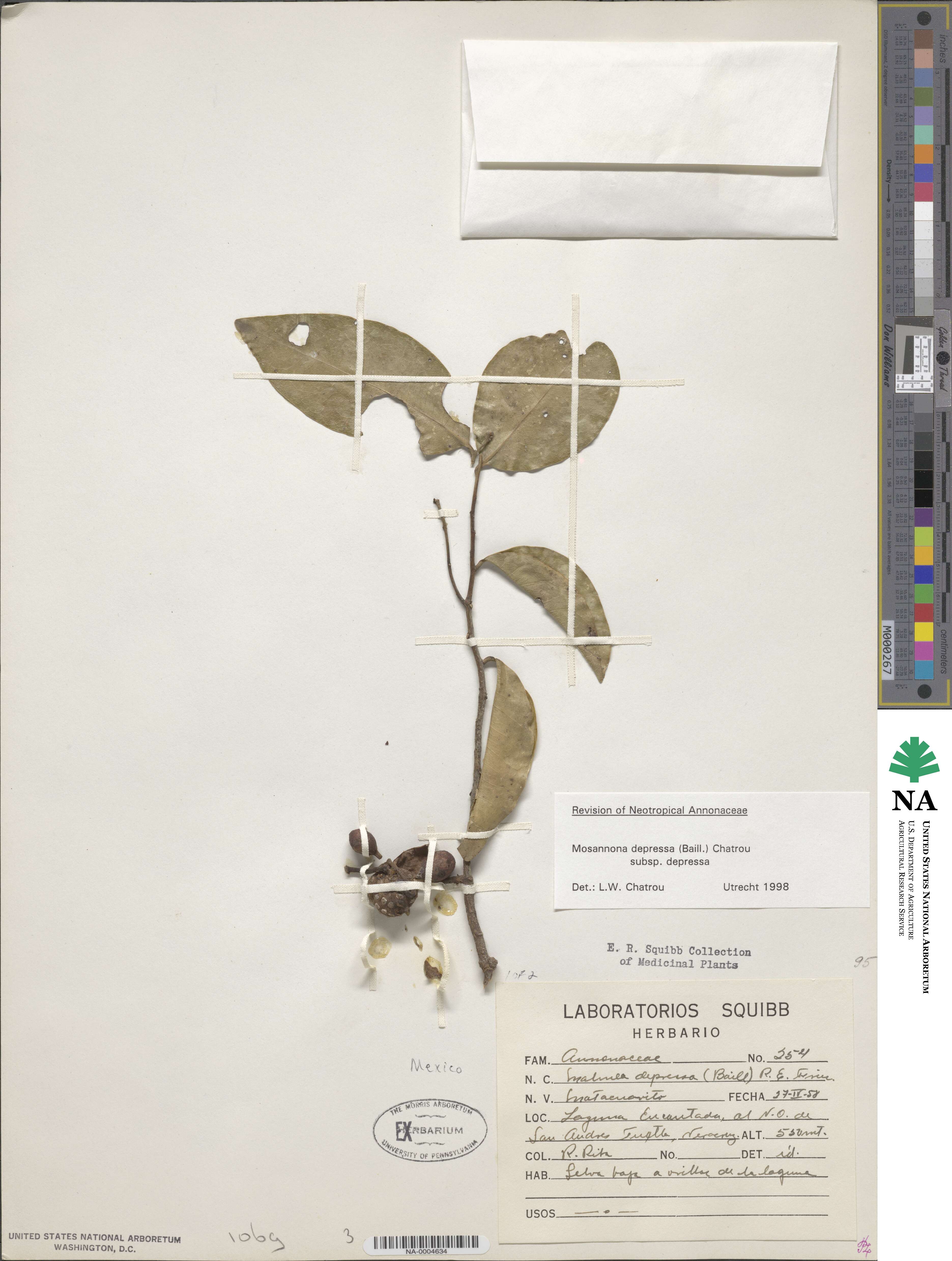 Mosannona depressa subsp. depressa image