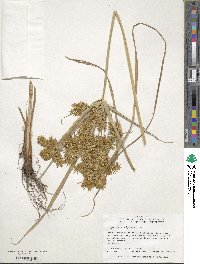 Cyperus strigosus image