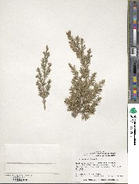 Juniperus chinensis image