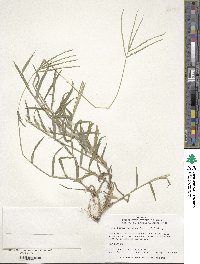 Digitaria sanguinalis image