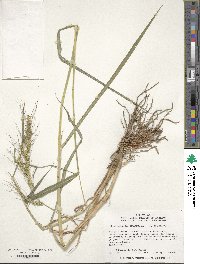 Echinochloa crus-galli image