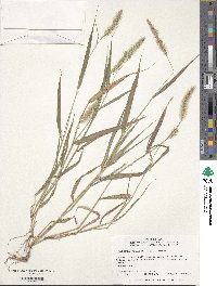 Setaria viridis image