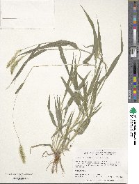 Setaria viridis image