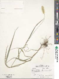 Setaria parviflora image