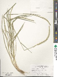 Elymus repens image