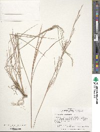 Andropogon virginicus image