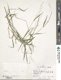 Leersia virginica image