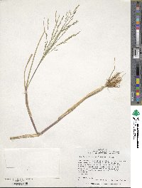 Panicum dichotomiflorum image