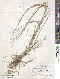 Panicum dichotomiflorum image