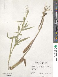 Panicum scoparium image