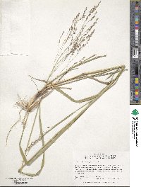 Panicum virgatum image