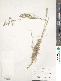 Poa pratensis image