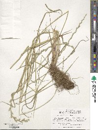 Image of Lolium multiflorum