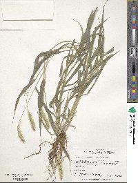 Setaria viridis image