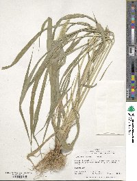 Setaria faberi image