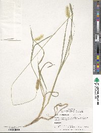 Setaria parviflora image