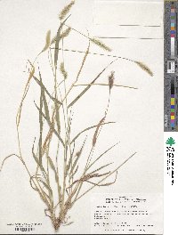 Setaria viridis image