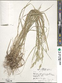 Bromus catharticus image