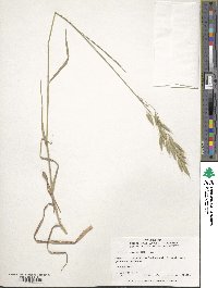 Bromus racemosus image