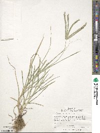 Eleusine indica image