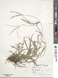 Digitaria sanguinalis image