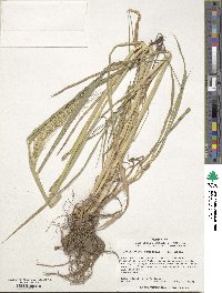 Echinochloa crus-galli image