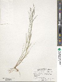 Eragrostis pectinacea image