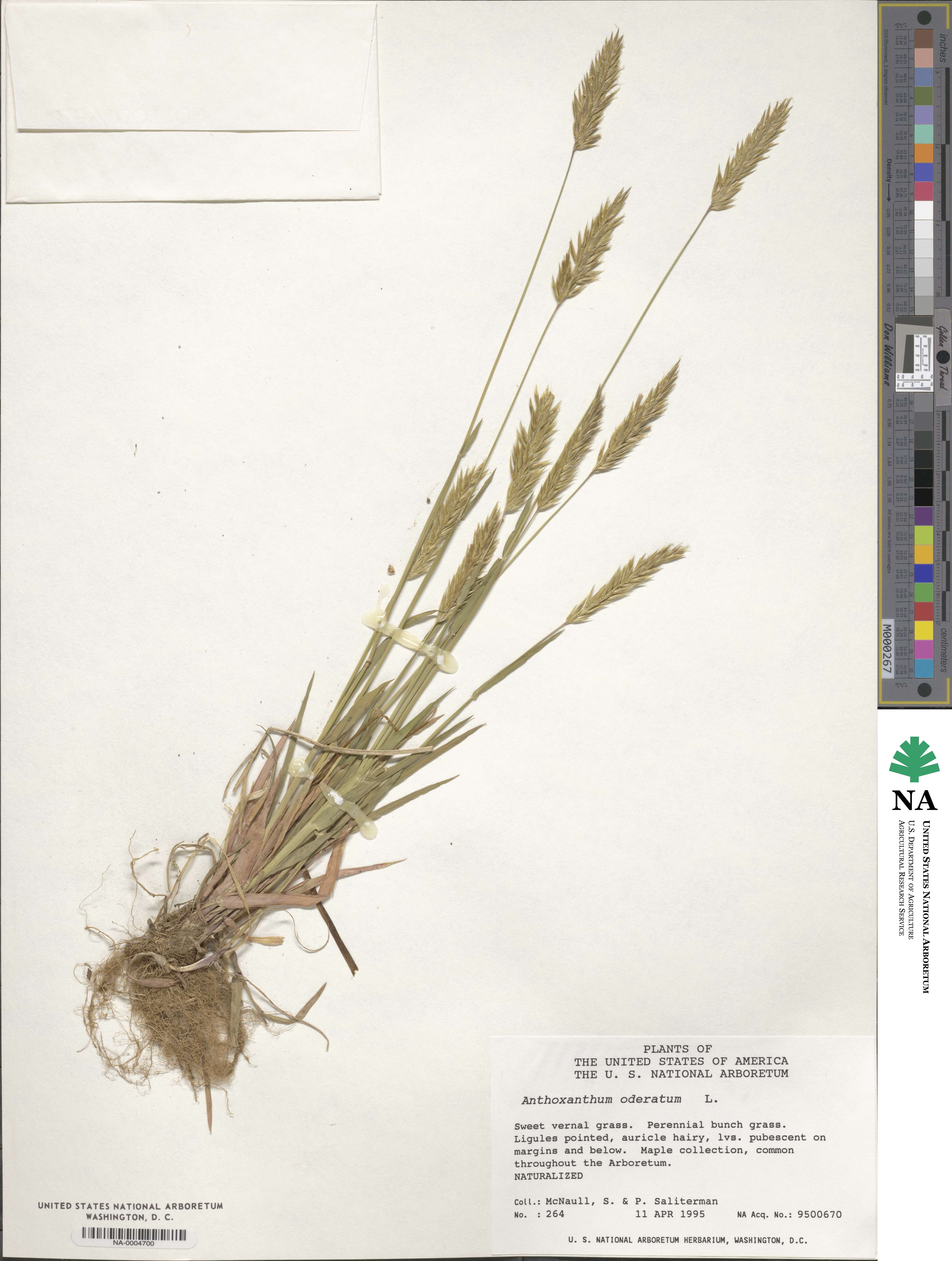 Anthoxanthum odoratum image