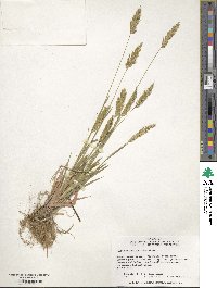 Anthoxanthum odoratum image