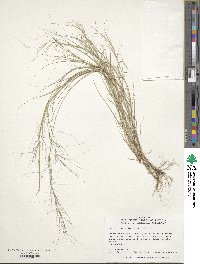 Image of Aristida oligantha