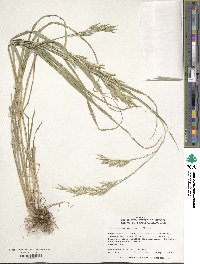 Bromus catharticus var. catharticus image