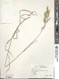 Bromus racemosus image