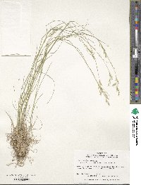 Image of Danthonia spicata