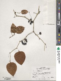 Smilax rotundifolia image