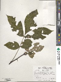 Image of Carya glabra