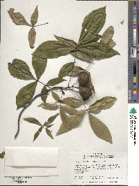 Carya glabra image